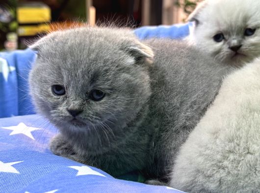 Scottish Fold Bebekler görsel