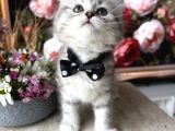 Özel Irk Arayanlara