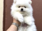 Yurtdışı Pasaportlu Pomeranian Yavrularımız