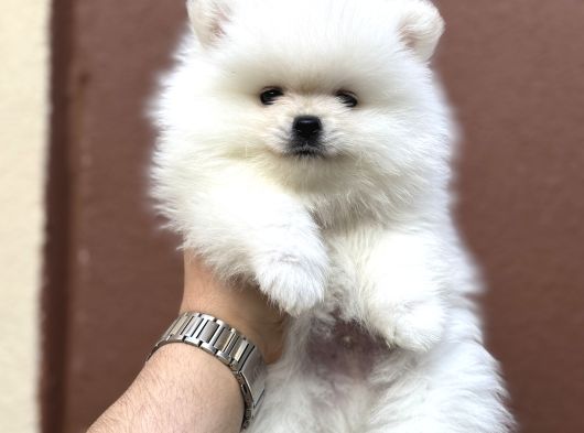 Yurtdışı Pasaportlu Pomeranian Yavrularımız görsel