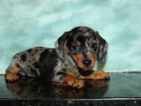 Blue Merle Mi̇ni̇ Dacshund Yavrumuz Aşili