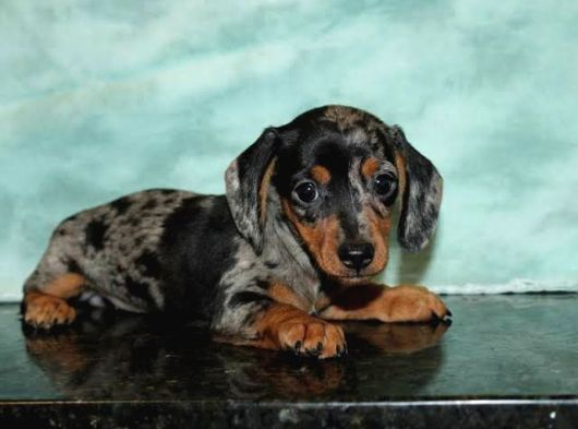 Blue Merle Mi̇ni̇ Dacshund Yavrumuz Aşili görsel