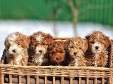 Tr De Tek Kısa Kuyruk Parti Toy Poodle Yavruları