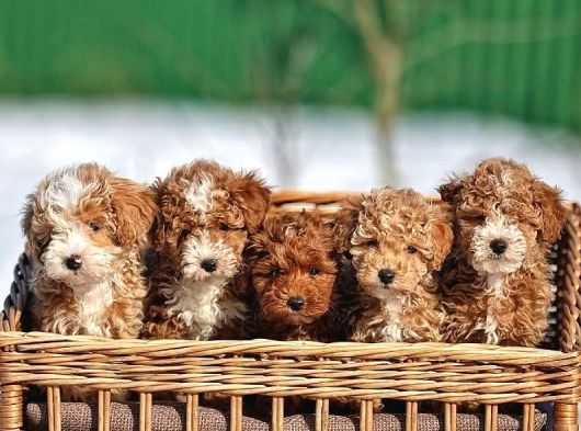 Tr De Tek Kısa Kuyruk Parti Toy Poodle Yavruları görsel