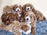 Tr de tek kısa kuyruk parti toy poodle yavruları