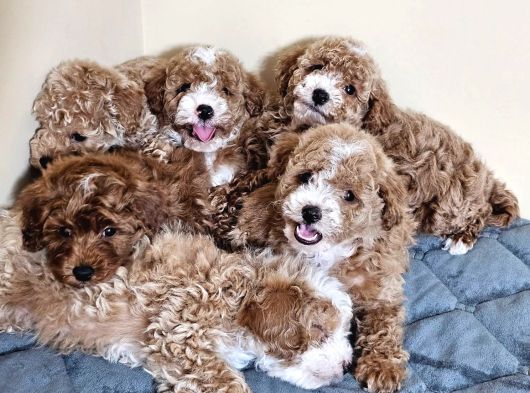 Tr De Tek Kısa Kuyruk Parti Toy Poodle Yavruları