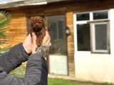 Mini Boy Toy Poodle  Sınırlı Sayıda Özel Yavrular