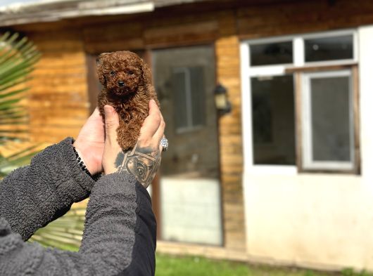 Mini Boy Toy Poodle  Sınırlı Sayıda Özel Yavrular görsel