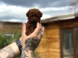 Profesyonel Üretimden Toy Poodle Yavrular