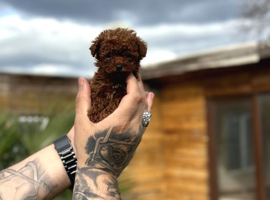Profesyonel Üretimden Toy Poodle Yavrular görsel