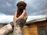 Profesyonel Üretimden Toy Poodle Yavrular