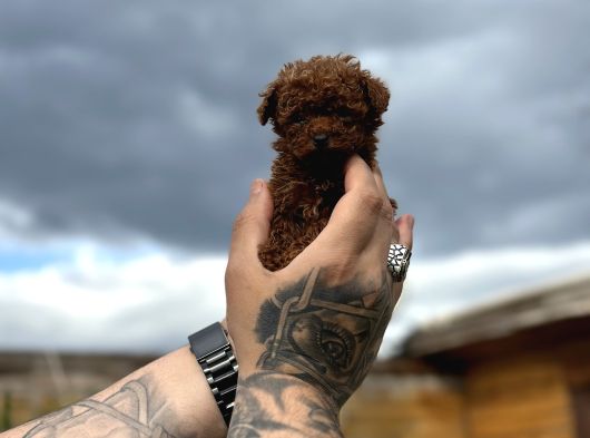 Profesyonel Üretimden Toy Poodle Yavrular görsel