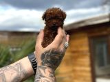 Profesyonel Üretimden Toy Poodle Yavrular