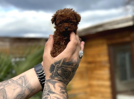 Profesyonel Üretimden Toy Poodle Yavrular görsel