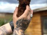 Profesyonel Üretimden Toy Poodle Yavrular