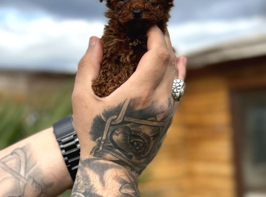 Profesyonel Üretimden Toy Poodle Yavrular görsel