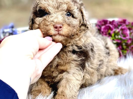 Özel Olmak İsteyenlere Merle Poodle Bebekler görsel