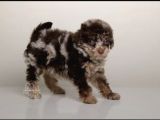 ÖZEL OLMAK İSTEYENLERE MERLE POODLE BEBEKLER