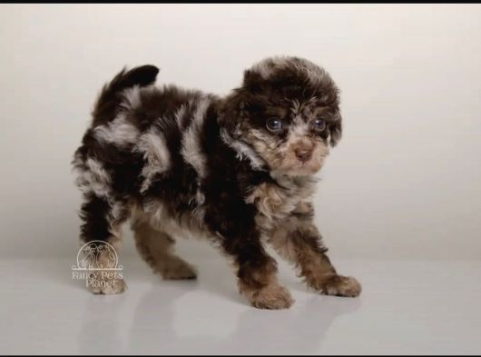 Özel Olmak İsteyenlere Merle Poodle Bebekler