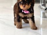 Özel Olmak İsteyenlere Merle Poodle Bebekler