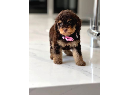 Özel Olmak İsteyenlere Merle Poodle Bebekler görsel