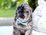 Özel Olmak İsteyenlere Merle Poodle Bebekler