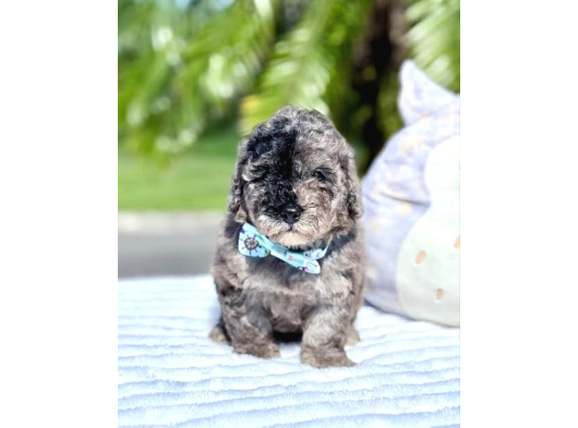 Özel Olmak İsteyenlere Merle Poodle Bebekler görsel