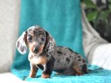 BLUE MERLE MİNİ DACSHUND YAVRUMUZ AŞILI