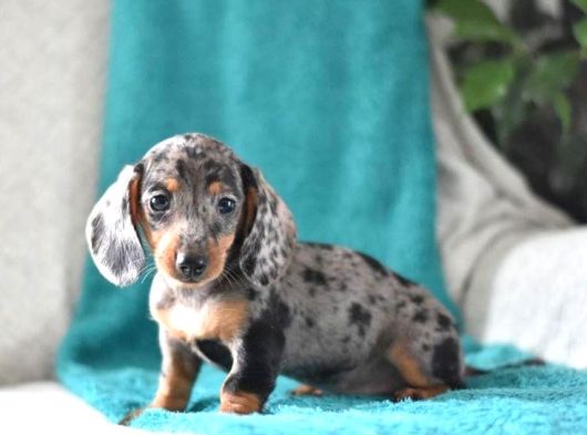 BLUE MERLE MİNİ DACSHUND YAVRUMUZ AŞILI