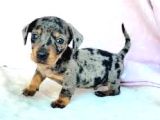 Blue Merle Mi̇ni̇ Dacshund Yavrumuz Aşili