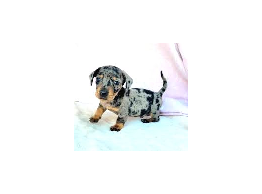 Blue Merle Mi̇ni̇ Dacshund Yavrumuz Aşili görsel