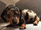 Blue Merle Mi̇ni̇ Dacshund Yavrumuz Aşili