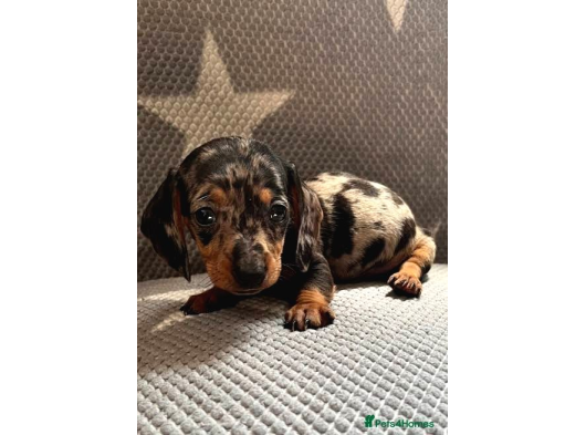 Blue Merle Mi̇ni̇ Dacshund Yavrumuz Aşili görsel