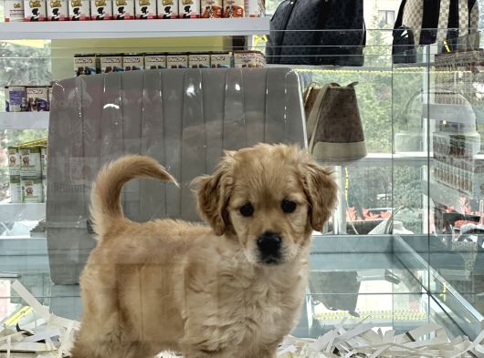 En Sağlikli En Saf En Güzel Yavrular Aron Petshopta görsel
