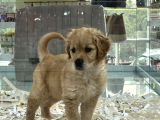 EN SAĞLIKLI EN SAF EN GÜZEL YAVRULAR ARON PETSHOPTA