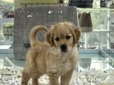 En Sağlikli En Saf En Güzel Yavrular Aron Petshopta