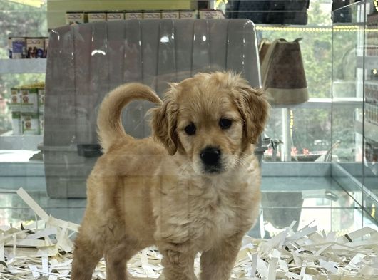 En Sağlikli En Saf En Güzel Yavrular Aron Petshopta görsel