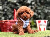 Toy Poodle Red Brown Ultra Mini Yavrularımız