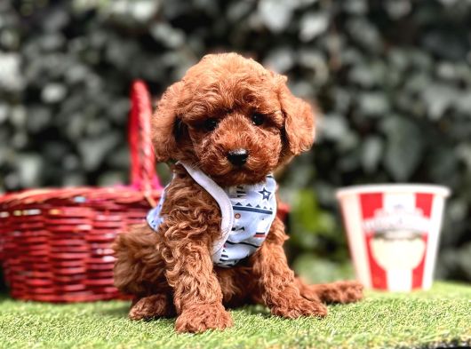 Toy Poodle Red Brown Ultra Mini Yavrularımız görsel