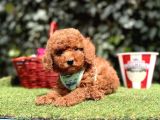 Toy Poodle Red Brown Ultra Mini Yavrularımız