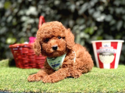 Toy Poodle Red Brown Ultra Mini Yavrularımız görsel