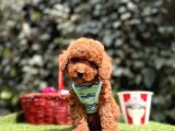 Toy Poodle Red Brown Ultra Mini Yavrularımız