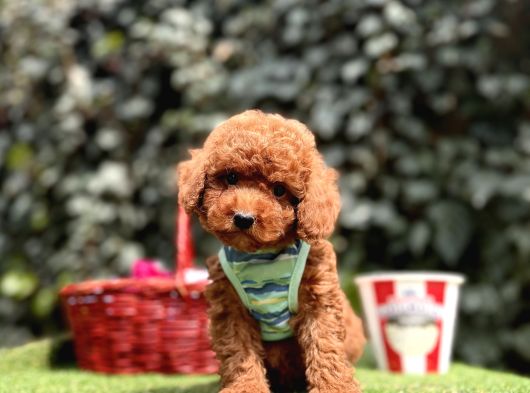Toy Poodle Red Brown Ultra Mini Yavrularımız görsel