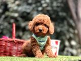 Toy Poodle Red Brown Ultra Mini Yavrularımız