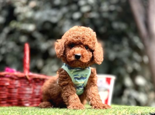 Toy Poodle Red Brown Ultra Mini Yavrularımız görsel