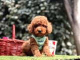 Toy Poodle Red Brown Ultra Mini Yavrularımız