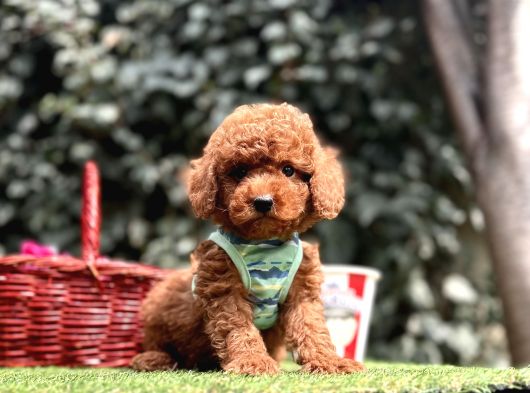 Toy Poodle Red Brown Ultra Mini Yavrularımız