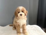Mi̇ni̇ Labradoodle Muhteşem Renk Dağilimi