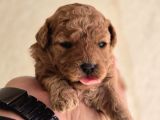Oyuncak Ayıcık Görünümlü Toy Poodle Yavrular