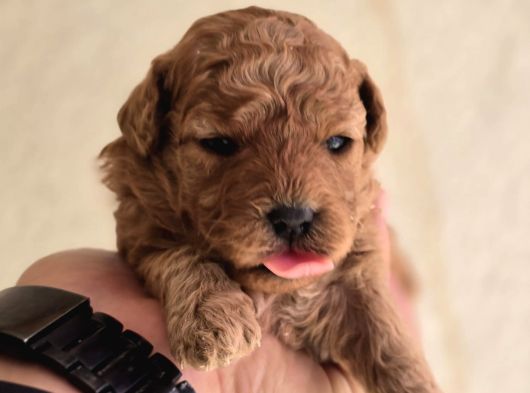 Teddy Face Red Toy Poodle Yavrularımız görsel